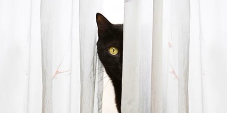 Black cat sitting between the light curtains
