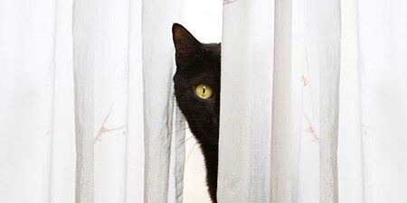 Black cat sitting between the light curtains
